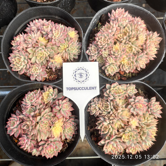 20123 Echeveria Mebina Variegated (12cm pot size)