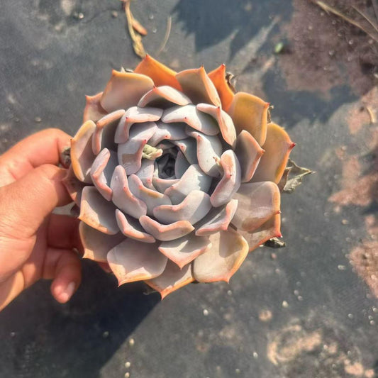 25709 Echeveria Lucina (12cm pot size)