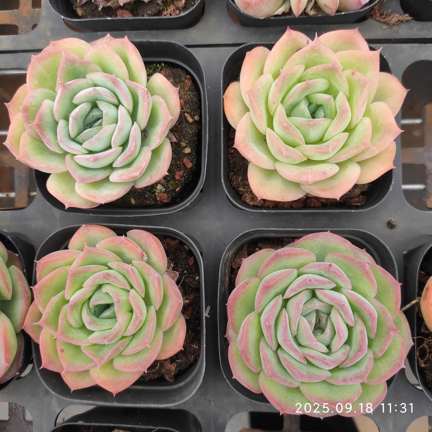 19056 Echeveria Till The End (6.5cm pot size)