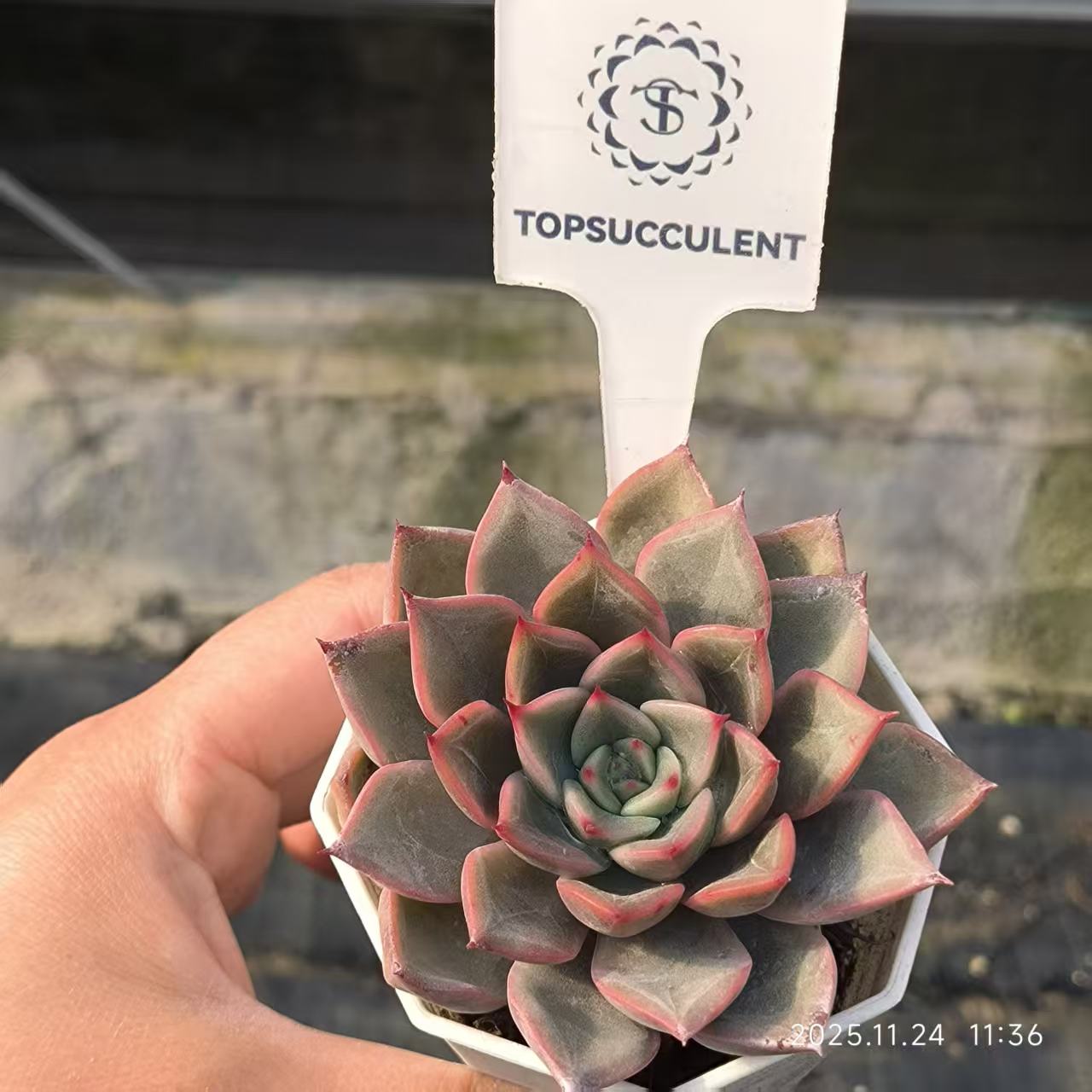 4019 Echeveria Sweet Princess (6.5cm pot size)