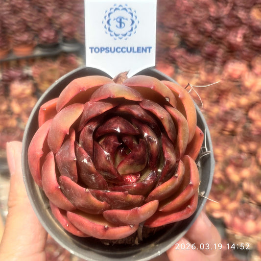 18899 Echeveria Traffic Light (9cm pot size)