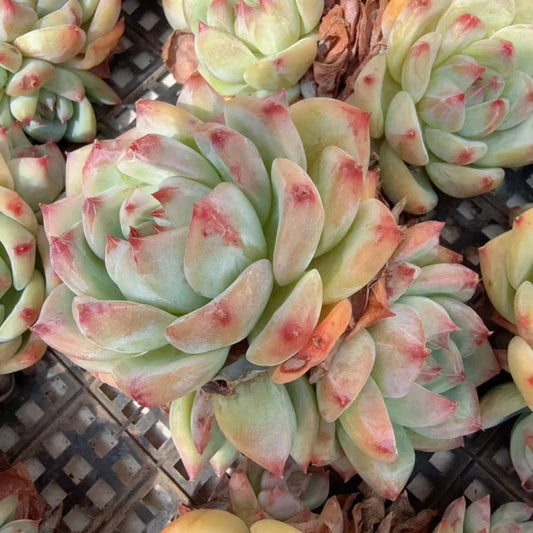 QNY133 Echeveria White Ratam(9cm pot size)
