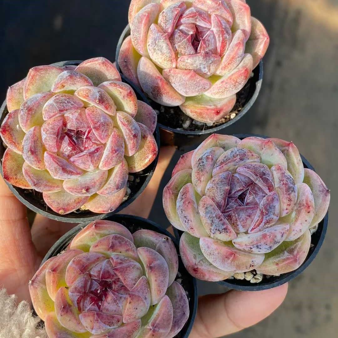 22790 Echeveria Edulis Maxim (5.5cm pot size)