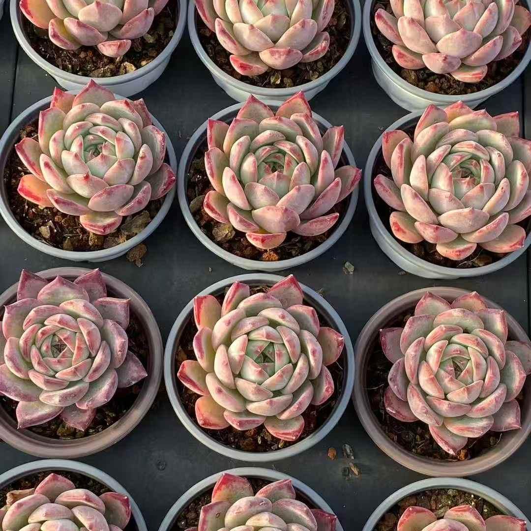 25395 Echeveria Ratam (9cm pot size)