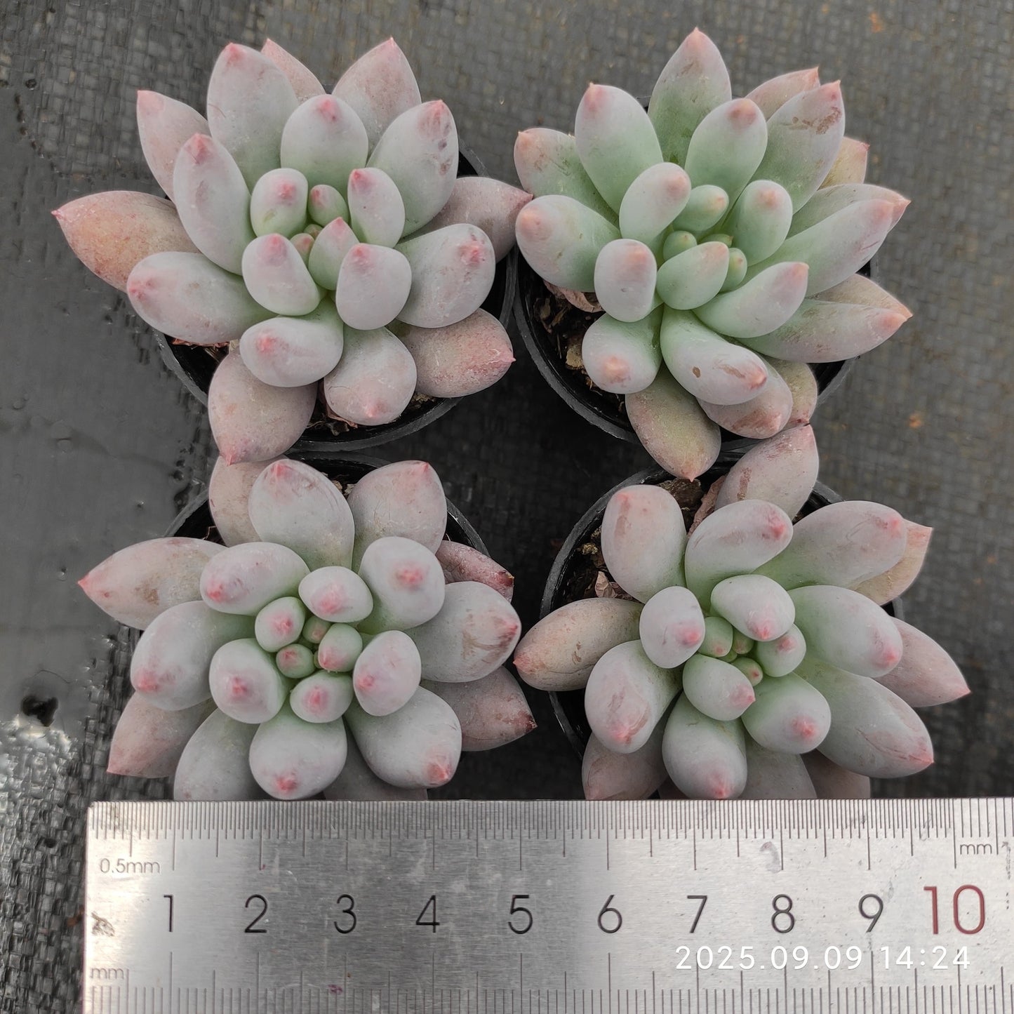 MMT005 Echeveria Angels Finger(5cm pot size)