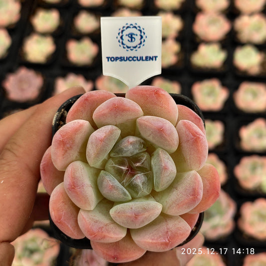 23781 Echeveria Spark Snow Hyb (5.5cm pot size)