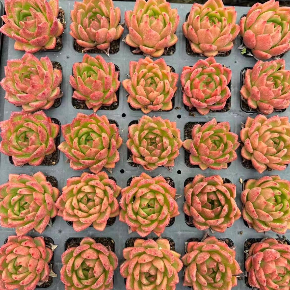 23425 Echeveria Golden Years (6cm pot size)