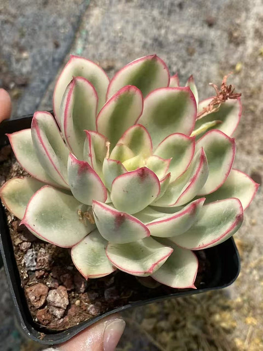 26624 Echeveria Red Flower Queen Variegated (7cm pot size)
