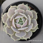 ZZA244 Echeveria Lucina(9cm pot size)