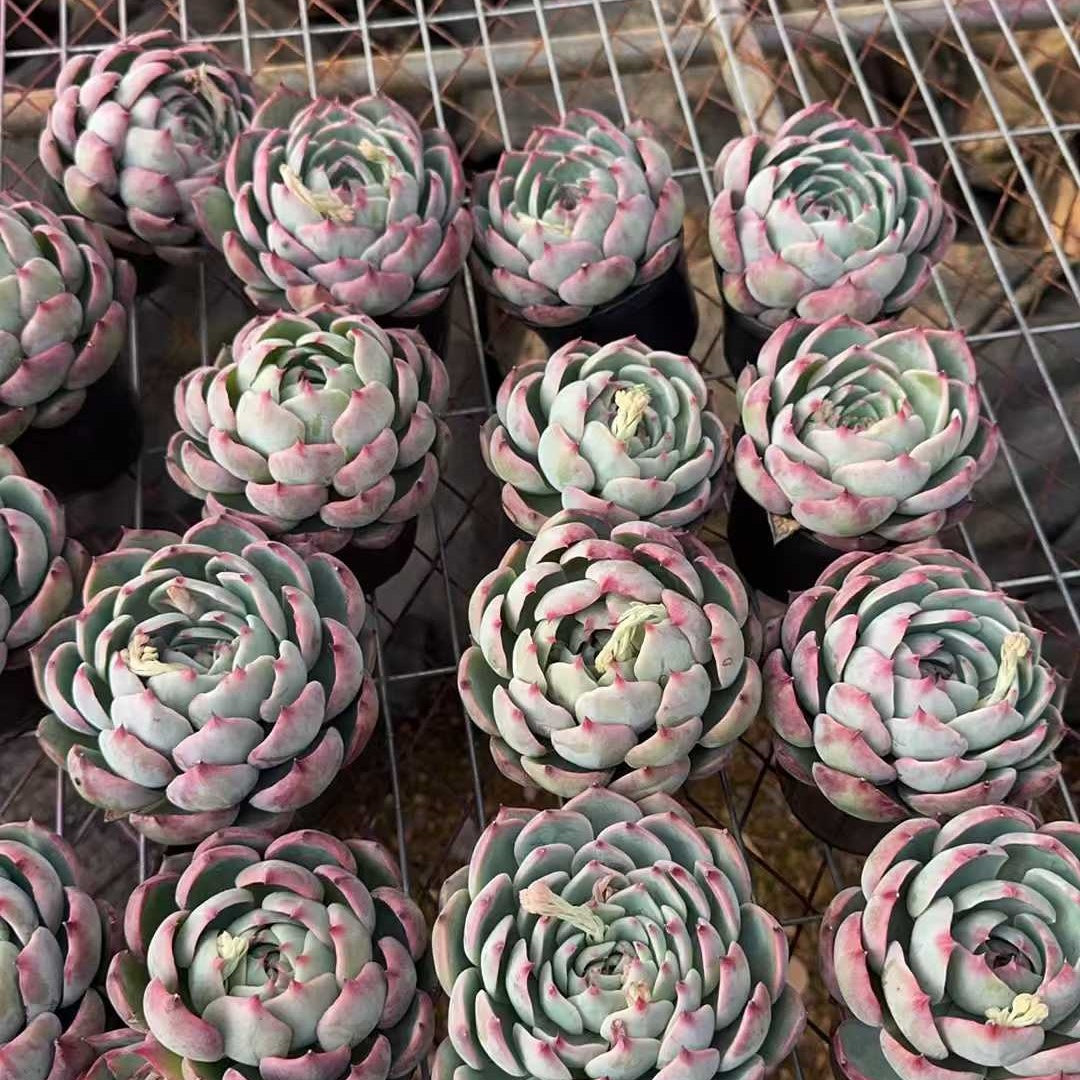 25714 Echeveria Fairy Doll (9cm pot size)