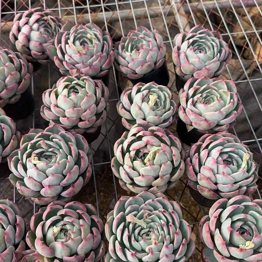 25714 Echeveria Fairy Doll (9cm pot size)