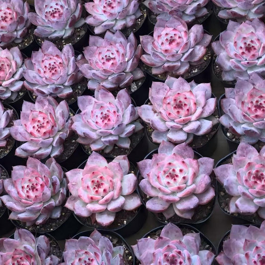 24370 Echeveria Original Colorata (11cm pot size)