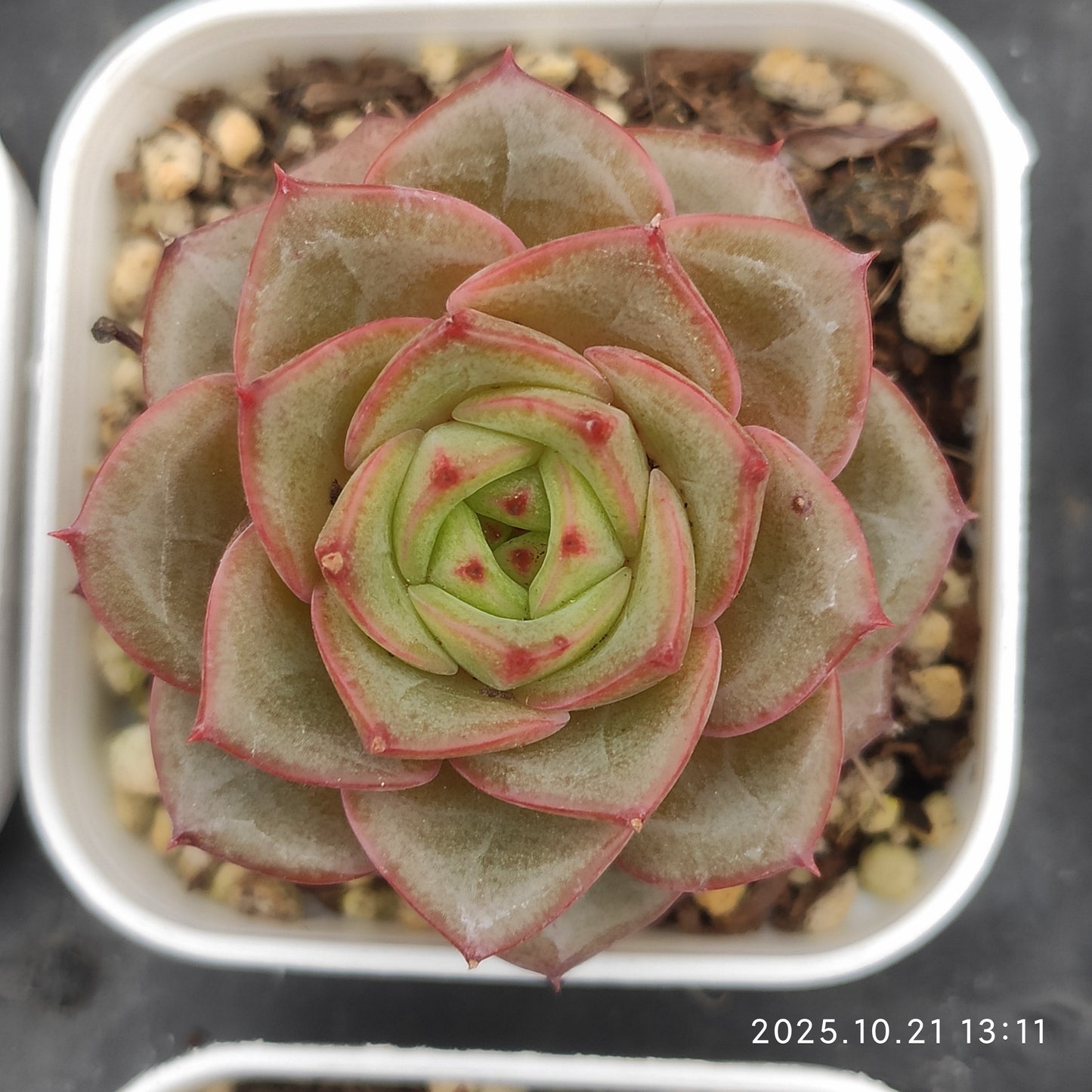 19678 Echeveria Bright Feather (5.5cm pot size)
