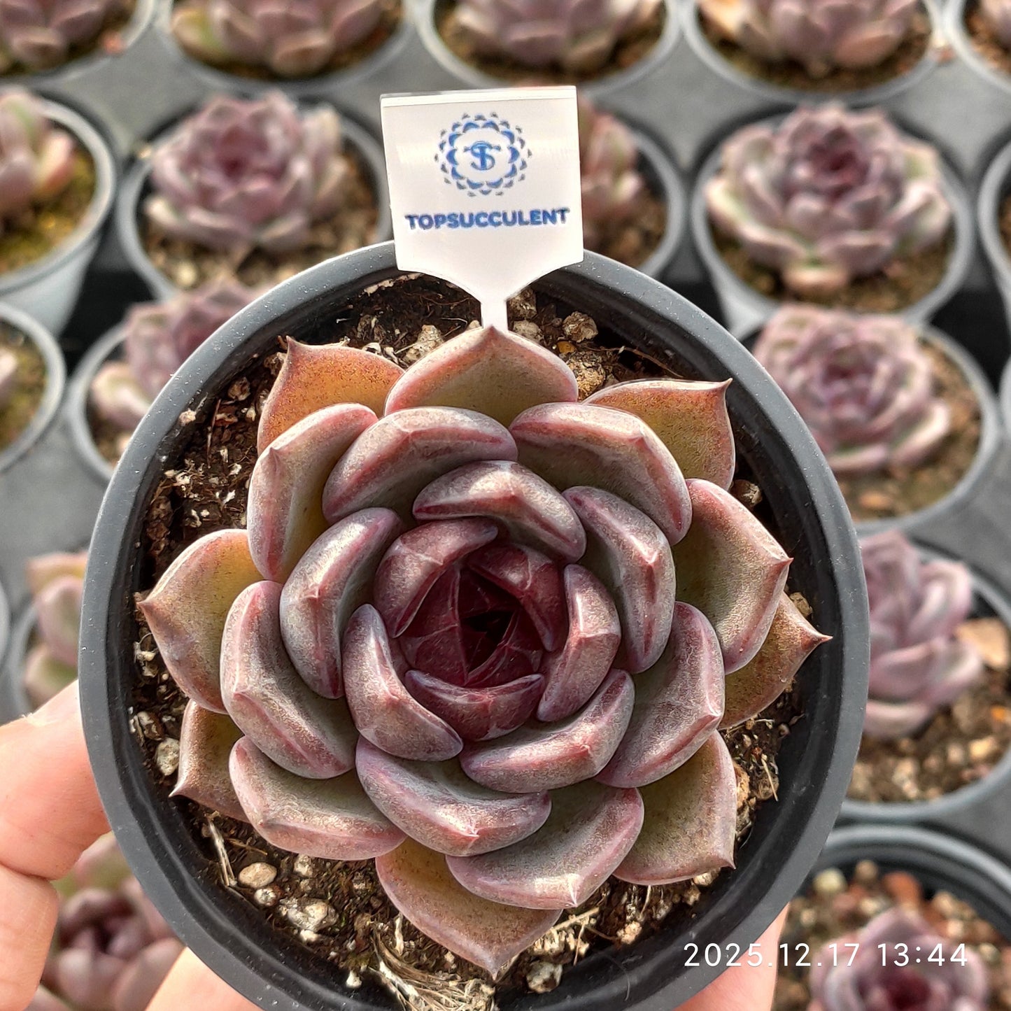 23755 Echeveria Black Rose Hyb (9cm pot size)