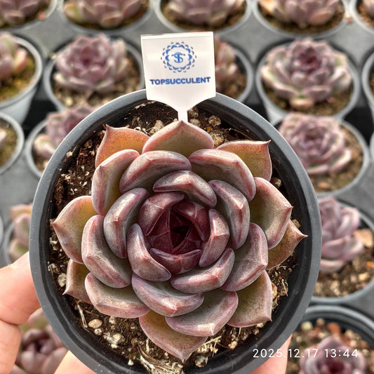 23755 Echeveria Black Rose Hyb (9cm pot size)