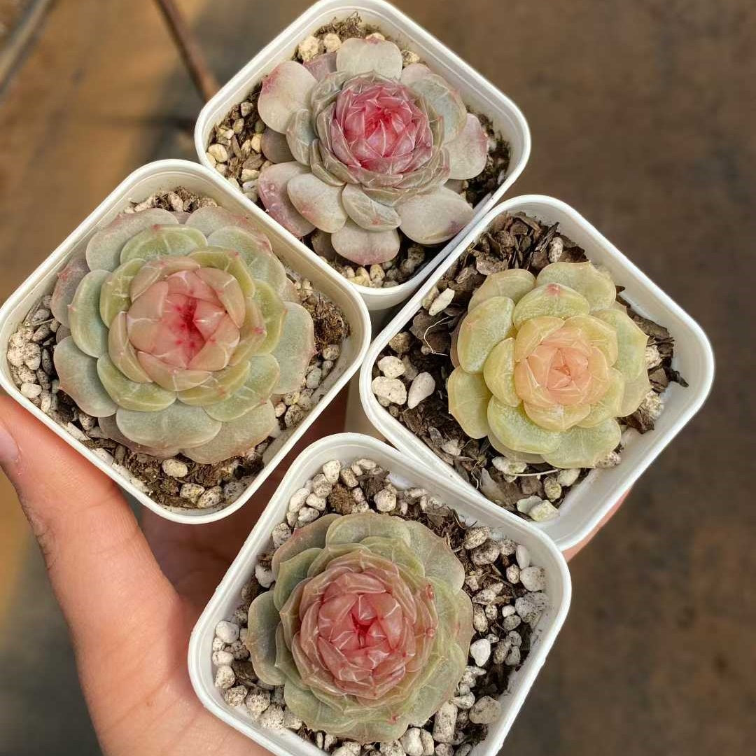 16869 Echeveria Dodo (5.5cm pot size)