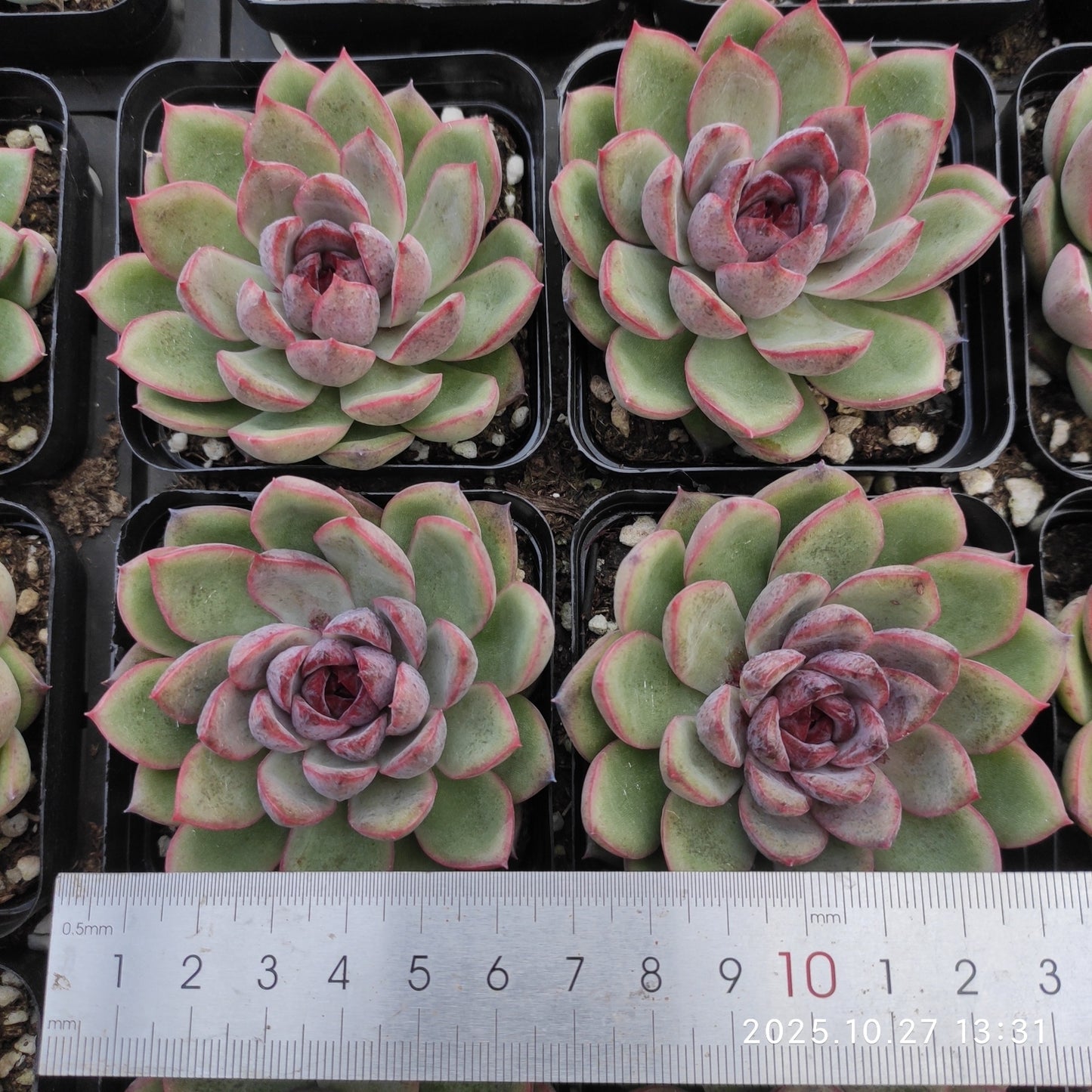 21785 Echeveria Black Rose (7cm pot size)