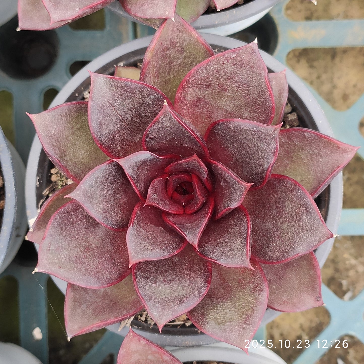 21958 Echeveria Red Rose (9cm pot size)