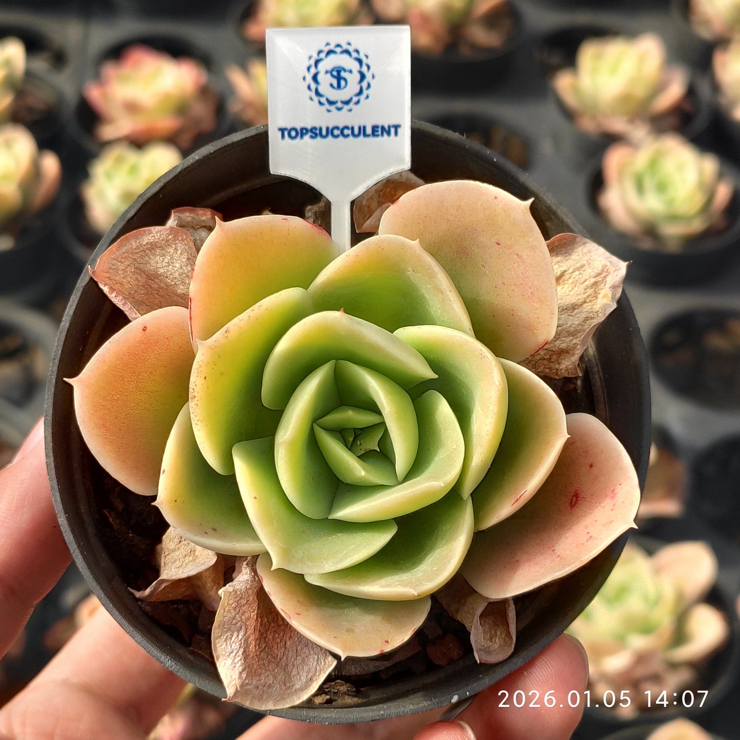 22212 Echeveria Star Tana (7cm pot size)