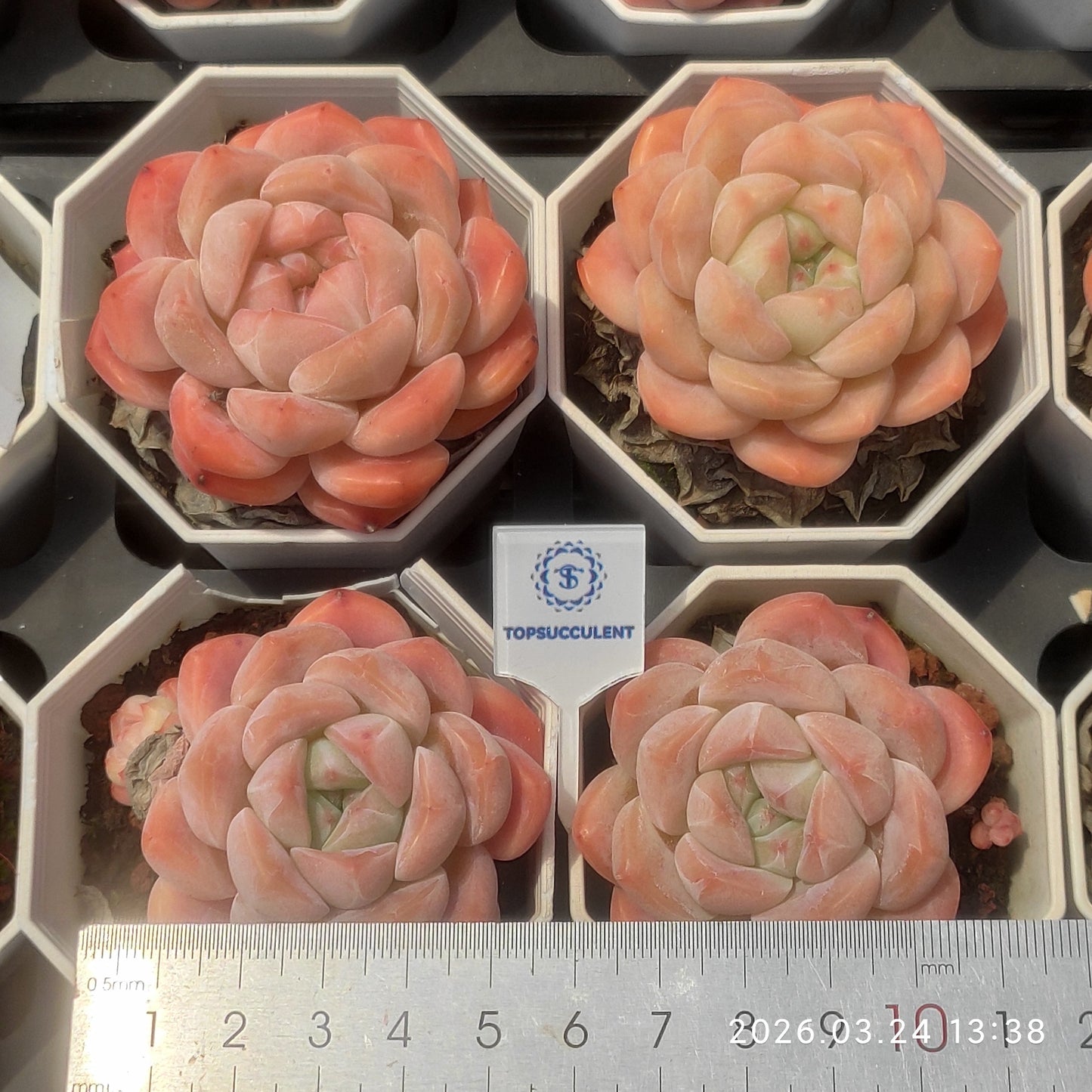 80534 Echeveria Pink Molly (6.5cm pot size)