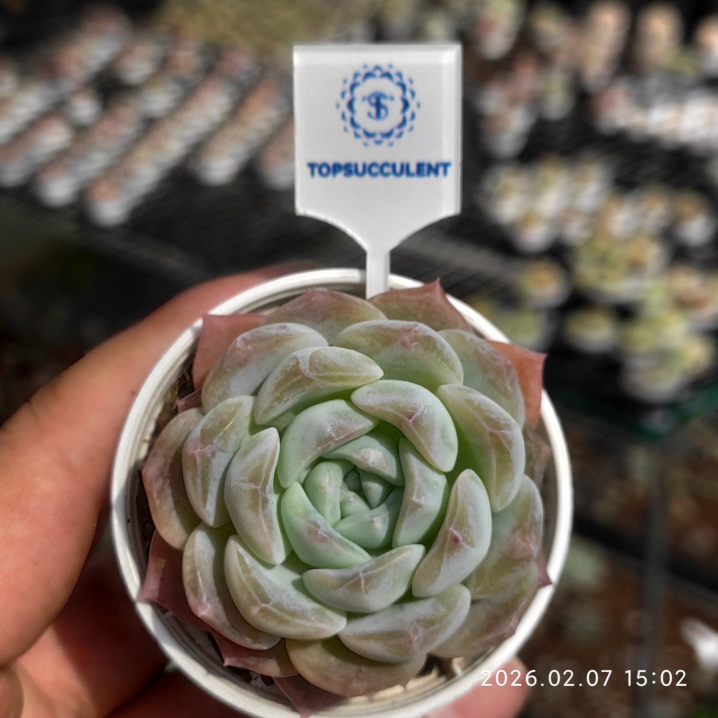 22866 Echeveria Ice Dream (5.5cm pot size)
