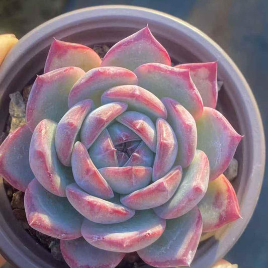 23551 Echeveria Ratam (9cm pot size)