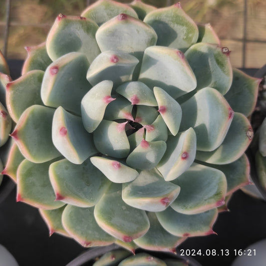 ZSM1019 Echeveria Casio