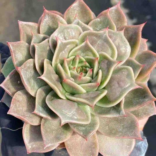 22768 Echeveria Psychic (9cm pot size)