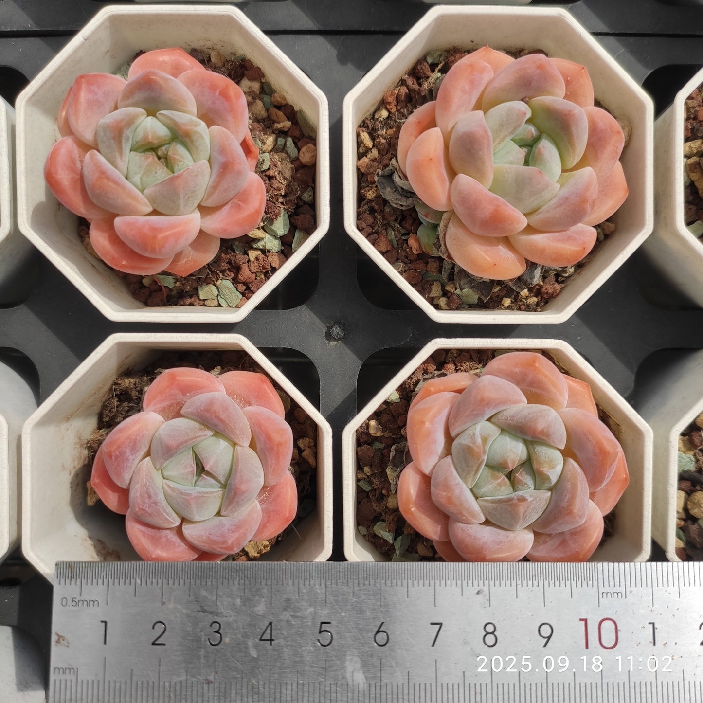 T1353 Echeveria Hana Beauty (7cm pot size)