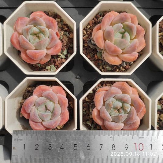 T1353 Echeveria Hana Beauty (7cm pot size)