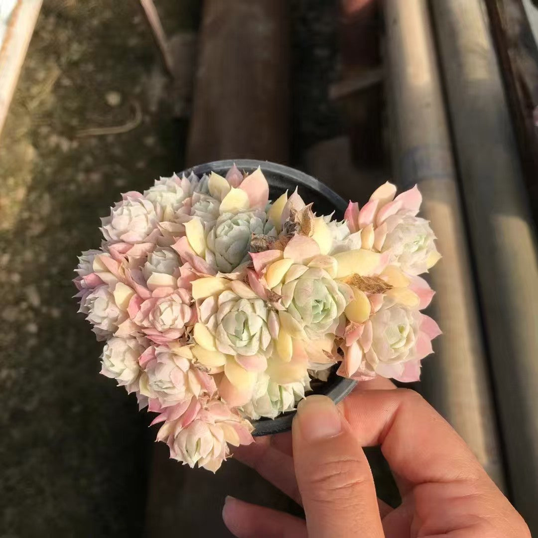 T26486 Echeveria Rainbow Plum (9cm pot size)