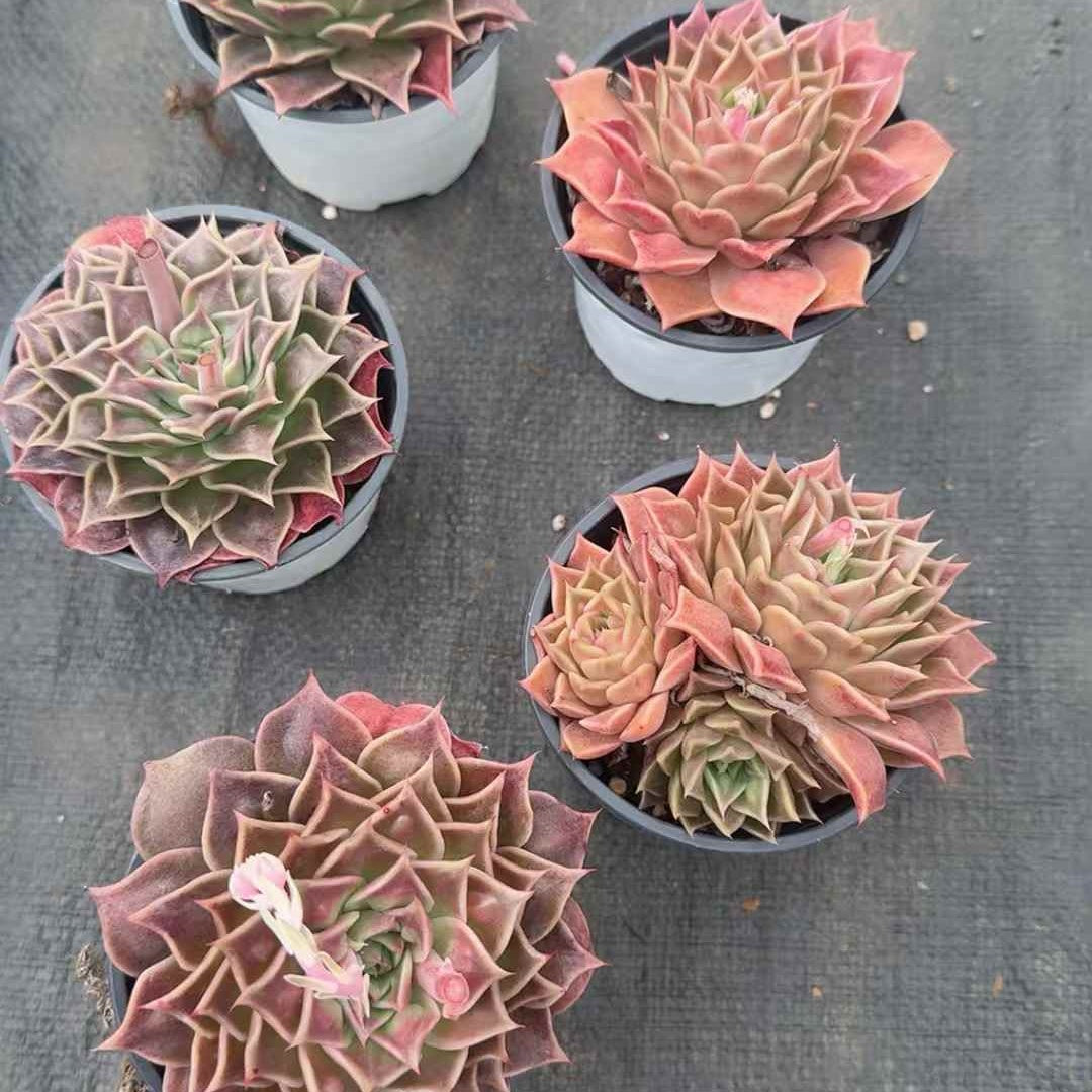 6627 Echeveria Psychic (9cm pot size)