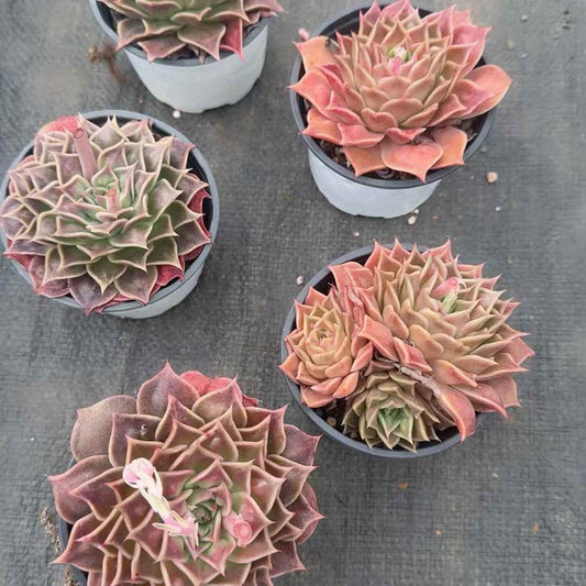 6627 Echeveria Psychic (9cm pot size)