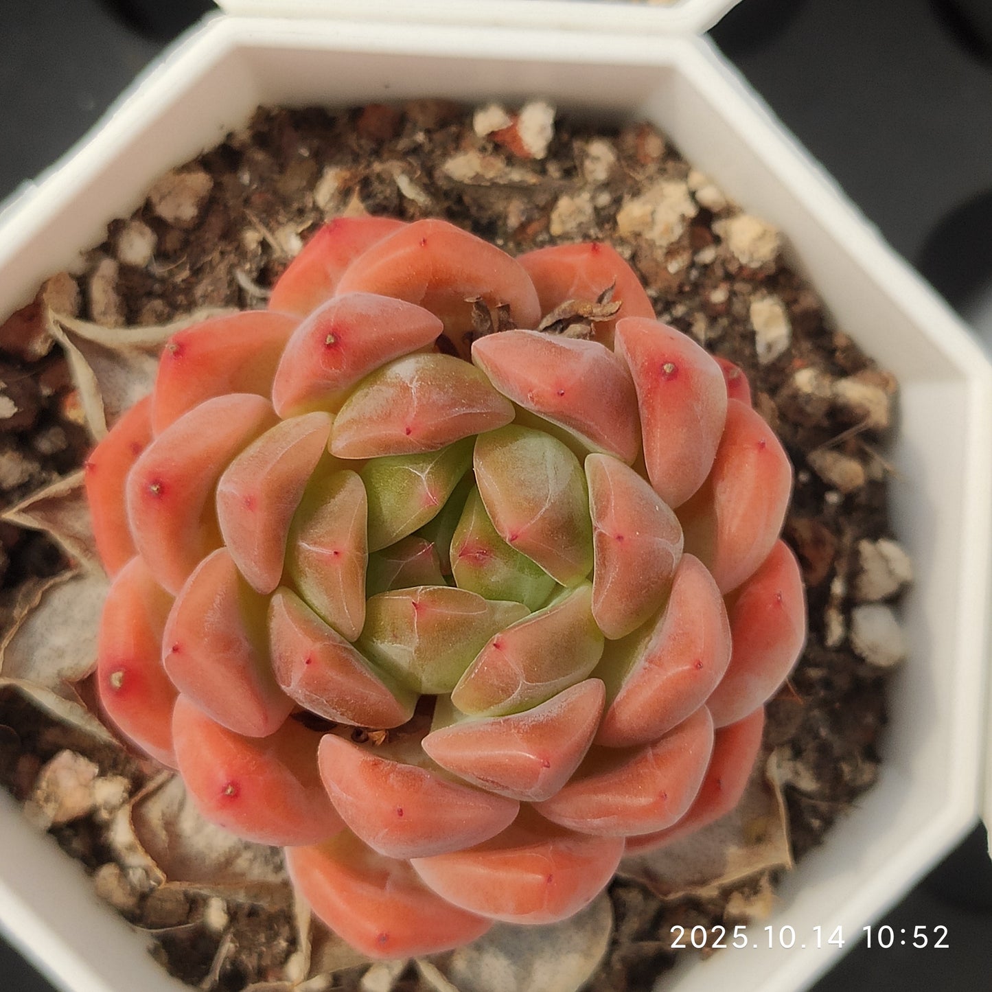 WWA343 Echeveria Moon Stone x Agavoides(7cm pot size)
