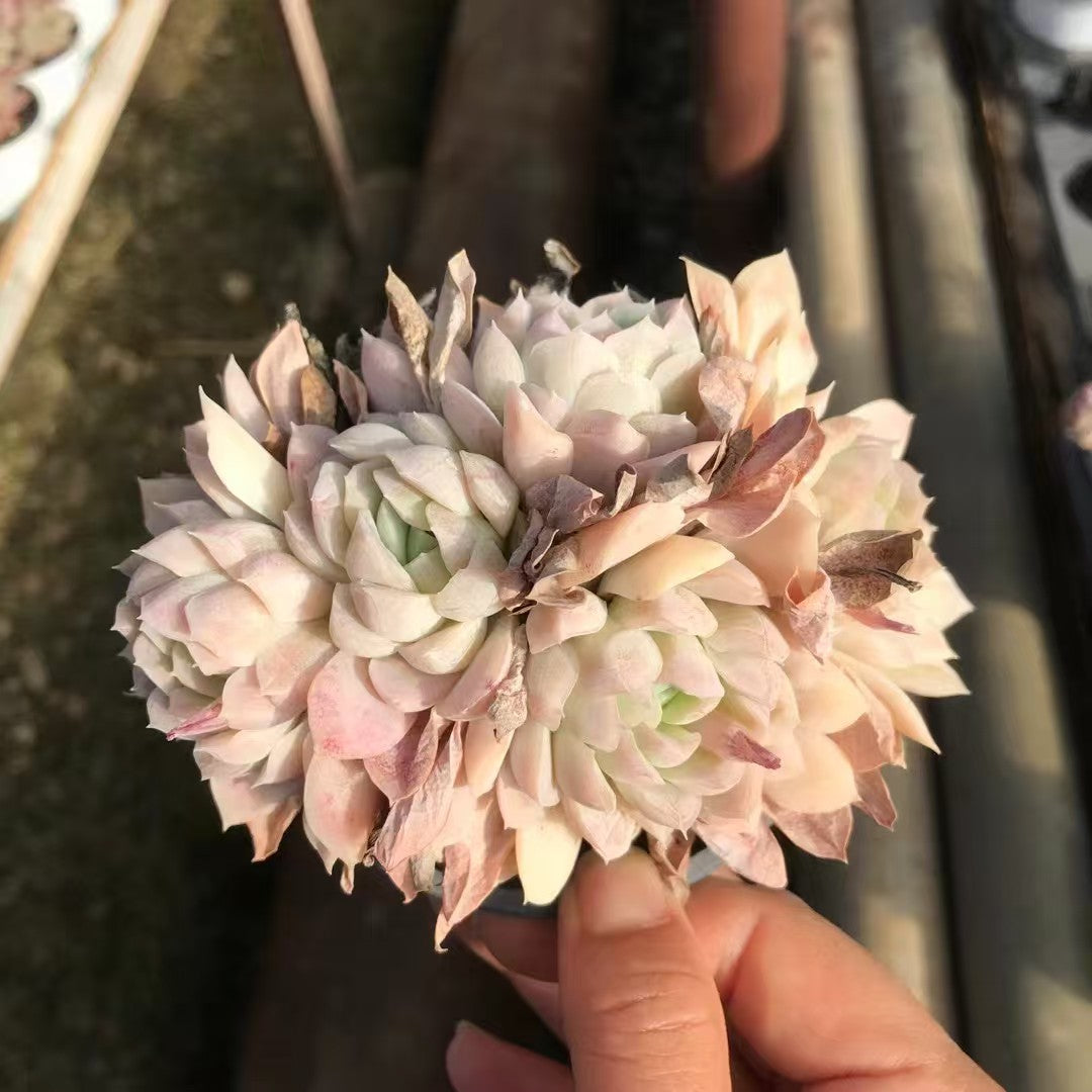 T26486 Echeveria Rainbow Plum (9cm pot size)
