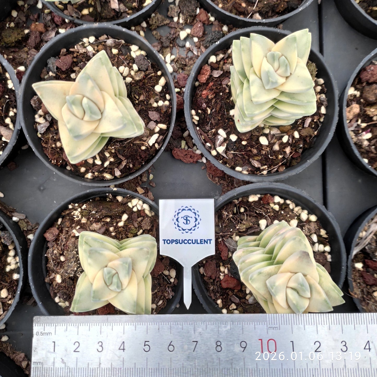 22261 Crassula Moonglow Variegated (9cm pot size)