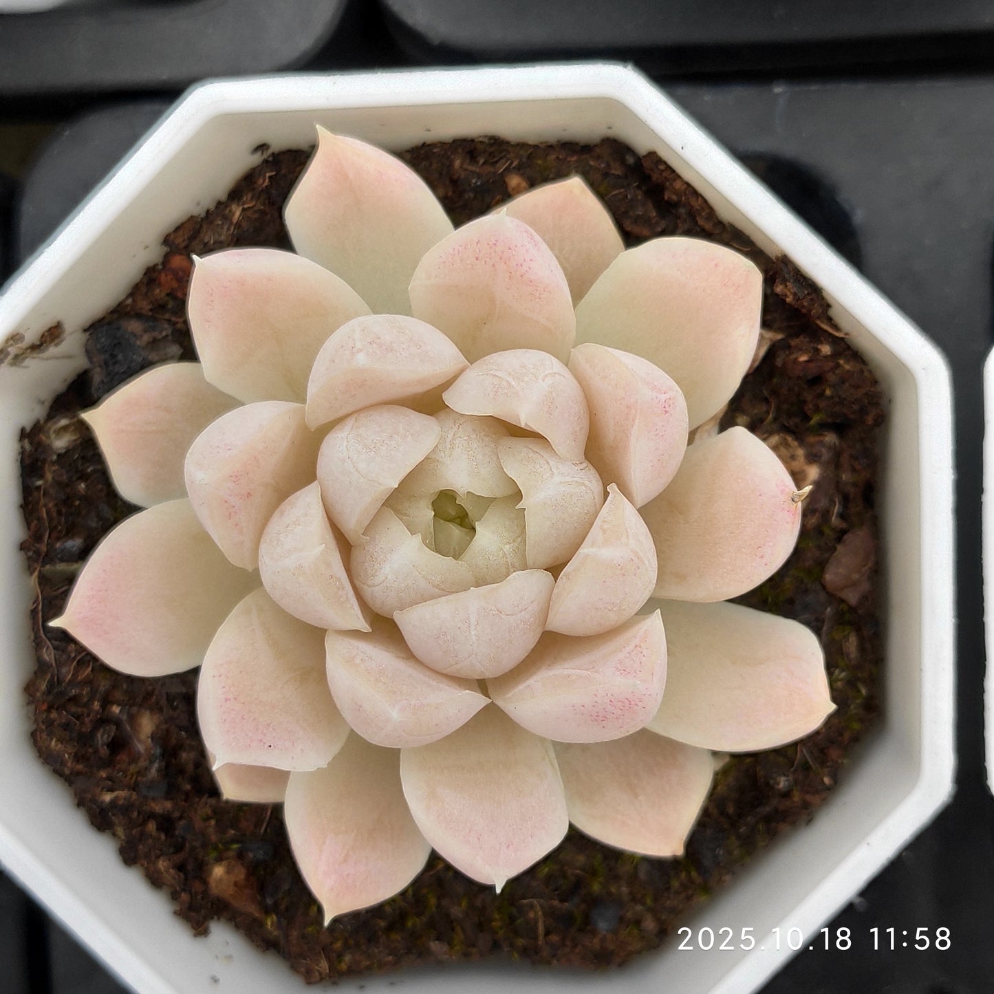 YBB107 Echeveria Hughmillus(7cm pot size)