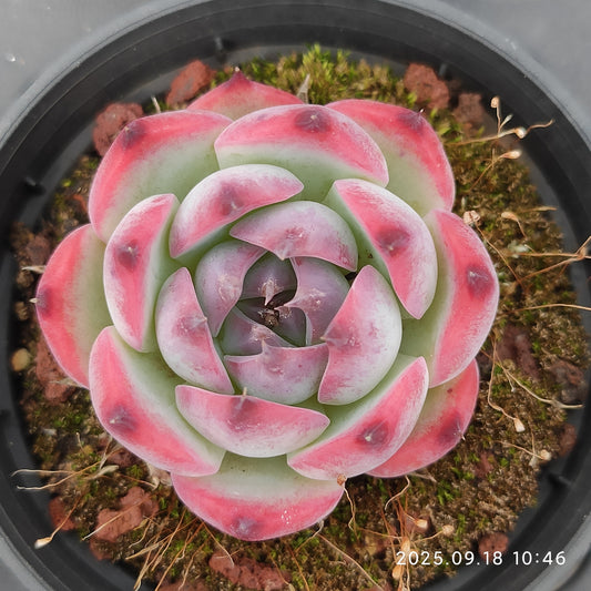 LMM389 Echeveria Colorata Hyb(6.5cm pot size)