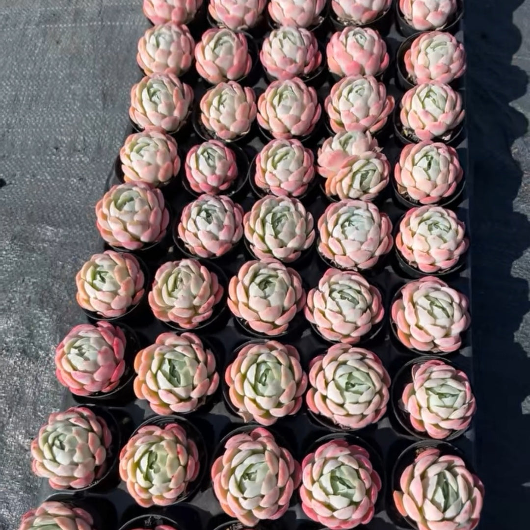 23651 Echeveria Berry (5cm pot size)