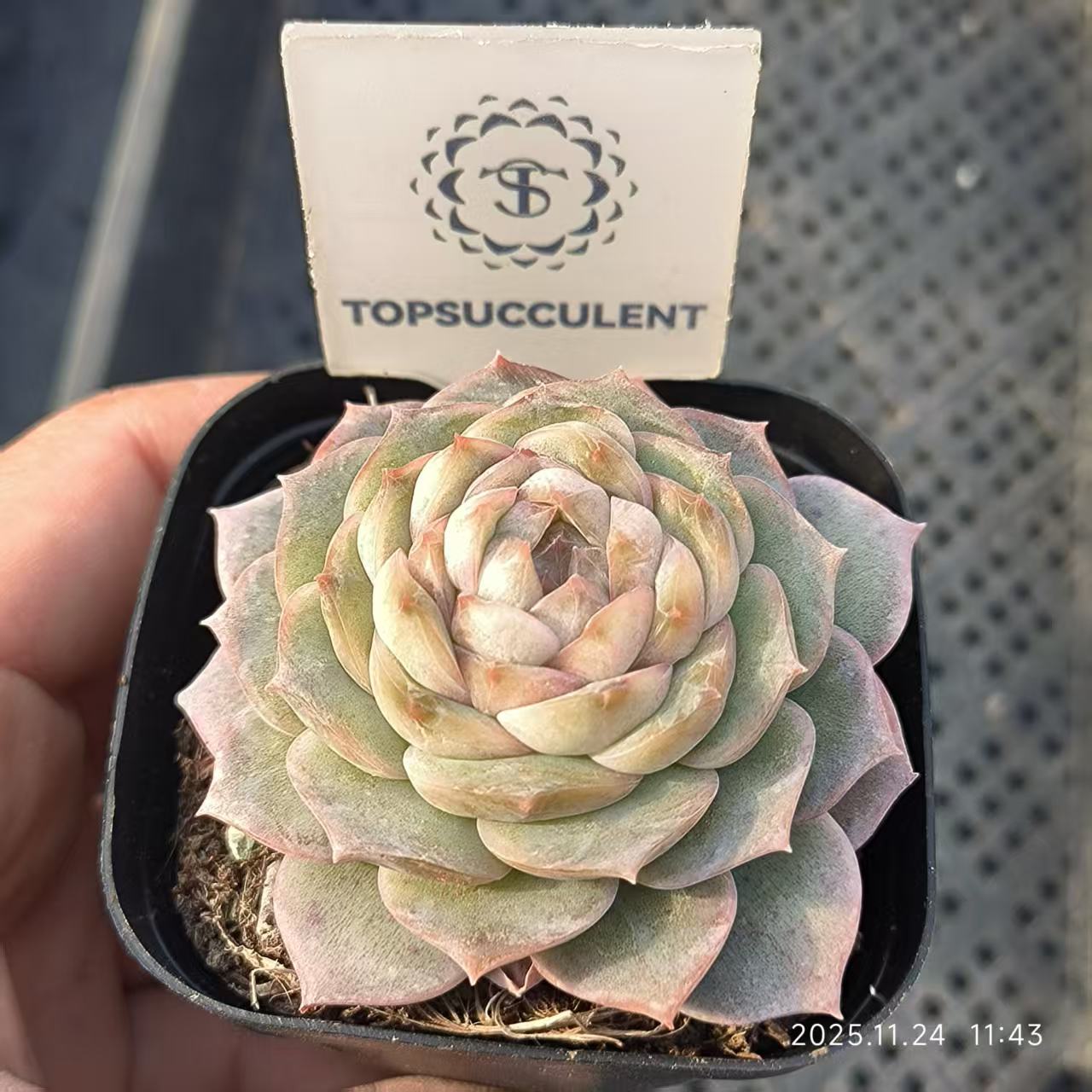 19915 Echeveria Amazing Grace (6.5cm pot size)