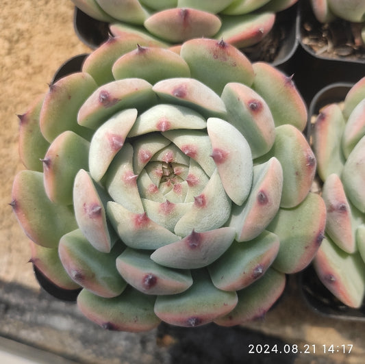 HWQ091 Echeveria Chihuahuaensis