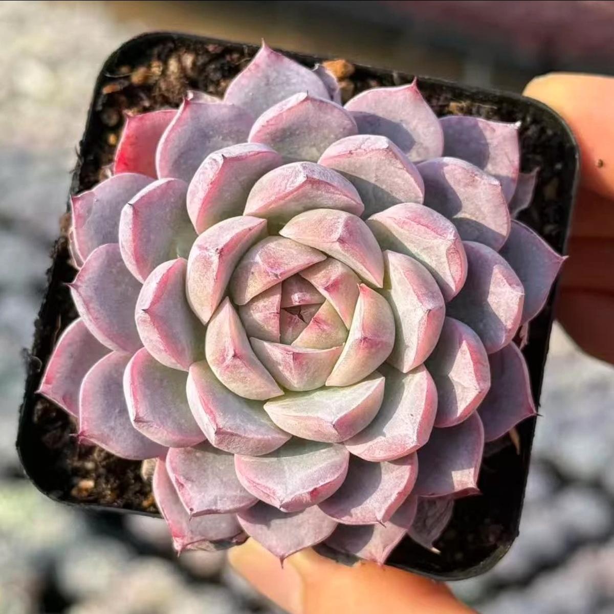 21167 Echeveria White Snake (5cm pot size)