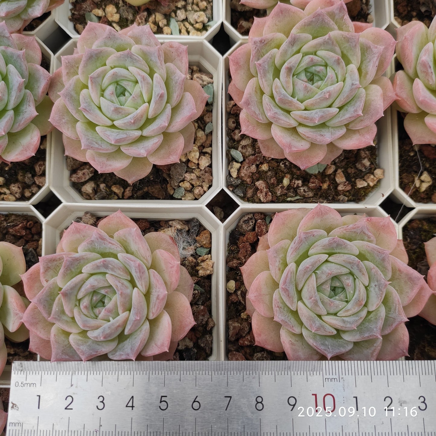 HG021 Echeveria Malgan x Queen(7cm pot size)