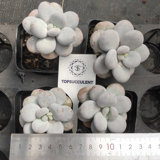 6846 Echeveria Oviferum Moon Stone (7cm pot size)