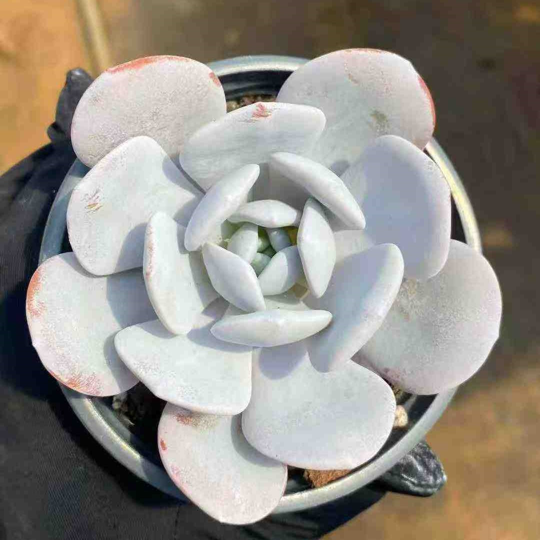 T2786 Echeveria Laui (9cm pot size)