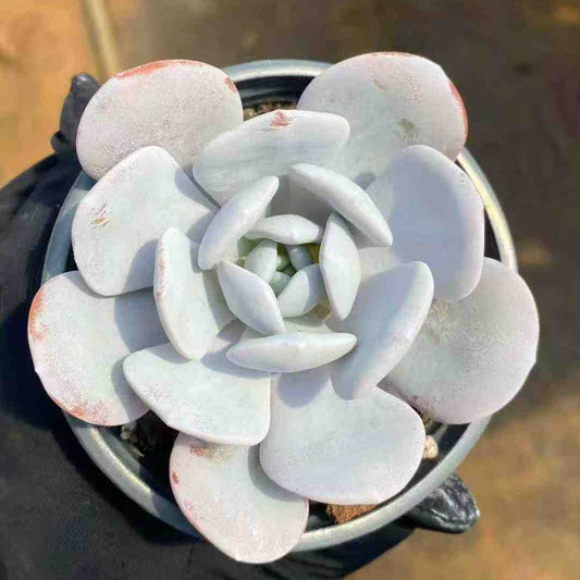 T2786 Echeveria Laui (9cm pot size)