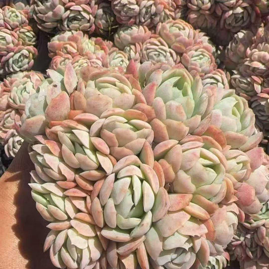 23388 Echeveria Berry (12cm pot size)