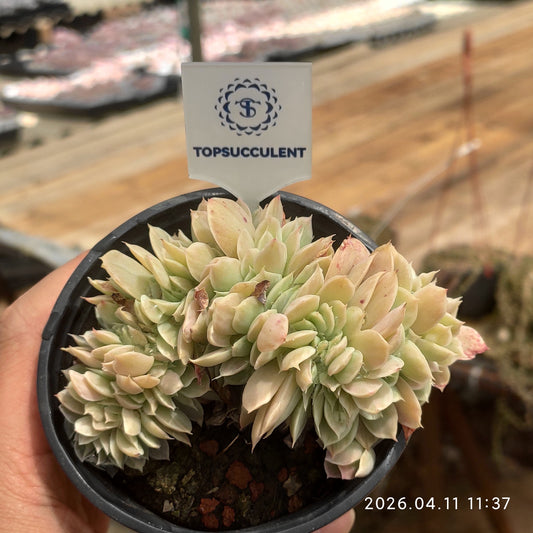 25603 Echeveria Lemon Rose Variegated Cristata (9cm pot size)