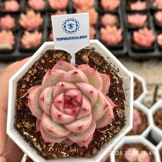 23760 Echeveria Jennifer Hyb (7cm pot size)