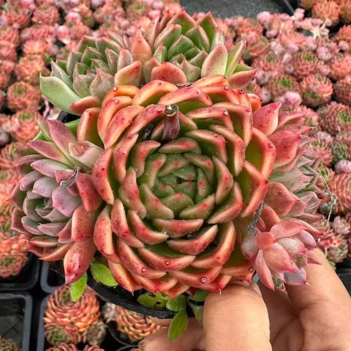 22072 Echeveria Blood Orange (10cm pot size)
